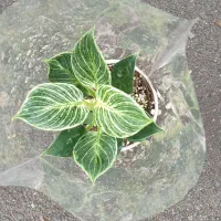 فیلندرون برکین