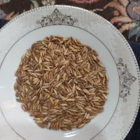 شلتوگ-غرب-کارون