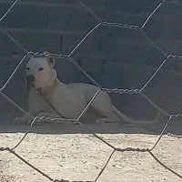 دوگو۱۵ماهه