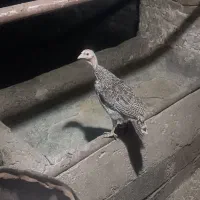 جوجه بوقلمون