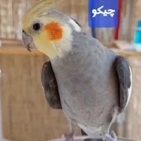 عروس هلندی های گمشده در والفجر