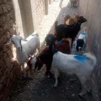 بزغاله نروماده شش راس