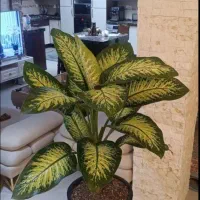 تعدادی گل به علت مهاجرت