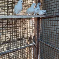 کفتر پاکستانی پتی واله پرش سنگین 2رقمی