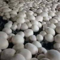 پرورش قارچ در فضای انباری