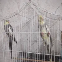 عروس هلندی
