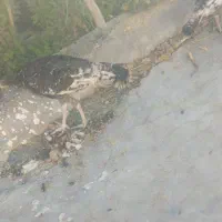 برنز ۵ماهه