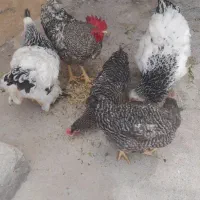 مرغ و خروس