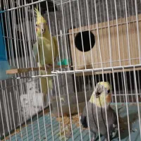 جفت عروس هلندی