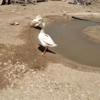 قوغاز اکراینی نر