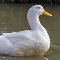 اردک