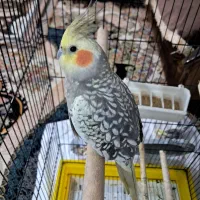 عروس هلندی