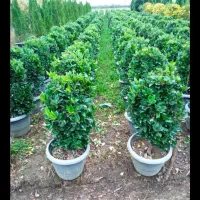 حرص گل و گیاه یاس، شمشاد اصلاح فرم پذیری،چمن زنی