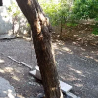 درخت توت خشک