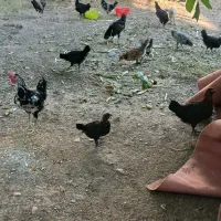 مرغ و خروس نژاد گلین