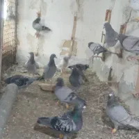 پرشی