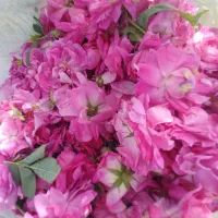 گل محمدی خوش عطر