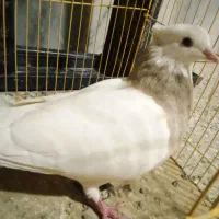 ماده طوق آجری عطیقه