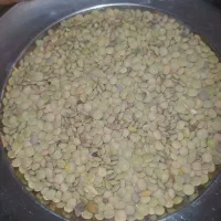 عدس مغان خرید از کشاورز