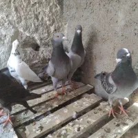 کبوتر سبز