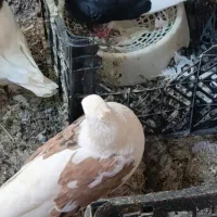 سلام یک جفت دکت نر وماده ماده  بازدید شادگان