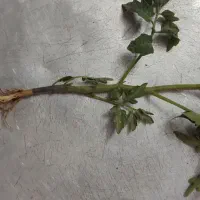نهال گوجه|گل و گیاه طبیعی|نوده انقلاب, |دیوار
