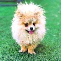 جفت سگ پامرانین خرسی با ۳ توله ( پامر )