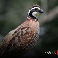 پروش بلدرچین (درآمدزایی زیاد)