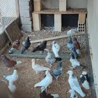 کبوتر