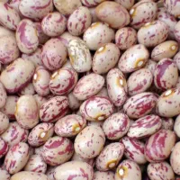 لوبیا چیتی