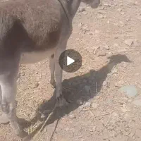الاغ نر یخته