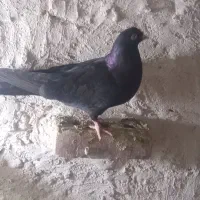 کبوتر|پرنده|بستان آباد, |دیوار