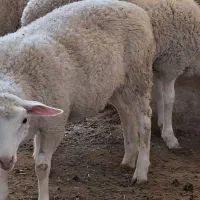 گوسفند رومن