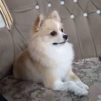 سگ با ارزش