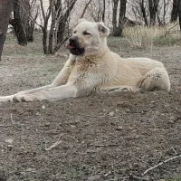 سگ سرابی