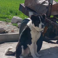 جهت وا گذاری