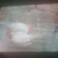 خروس