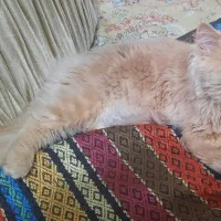گربه ماده پرشین ۵ ماهه