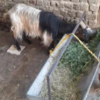 بز میش