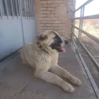 سگ نگهبان
