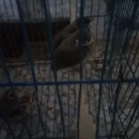 جوجه قناری