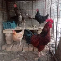 مرغ وخوروس