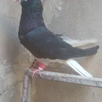پرنده
