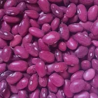 فروش لوبیا بذری درجه یک