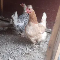 مرغ بومی جوان تخم گذار