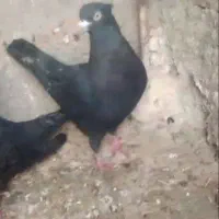 کبوتر