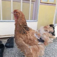 جفت برهما سالم