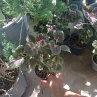 گل حسن یوسف سایز کوچیک