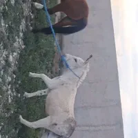 الاغ گله ای