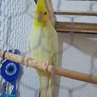 عروس هلندی